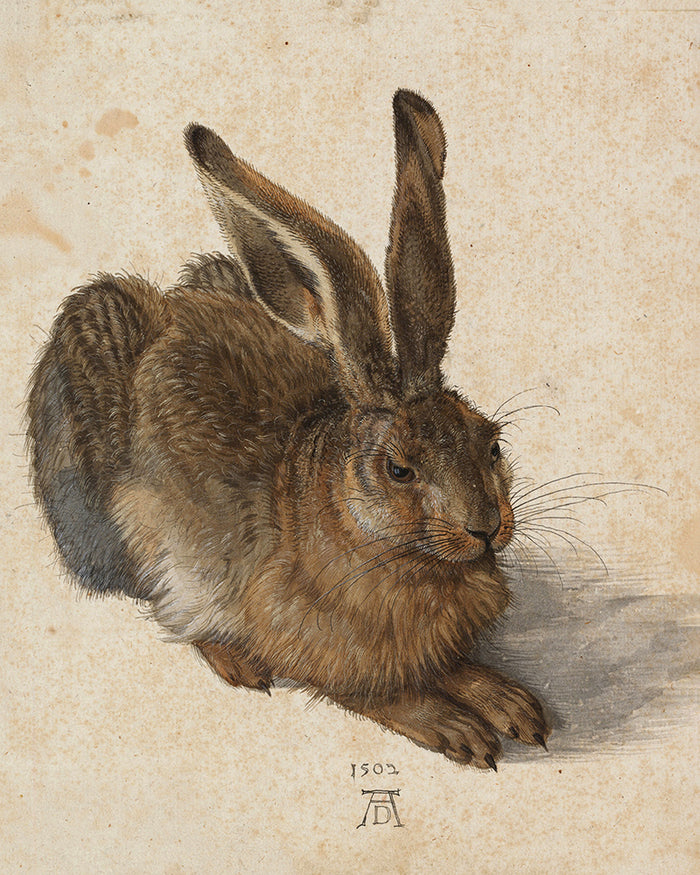 Young Hare by Albrecht Durer