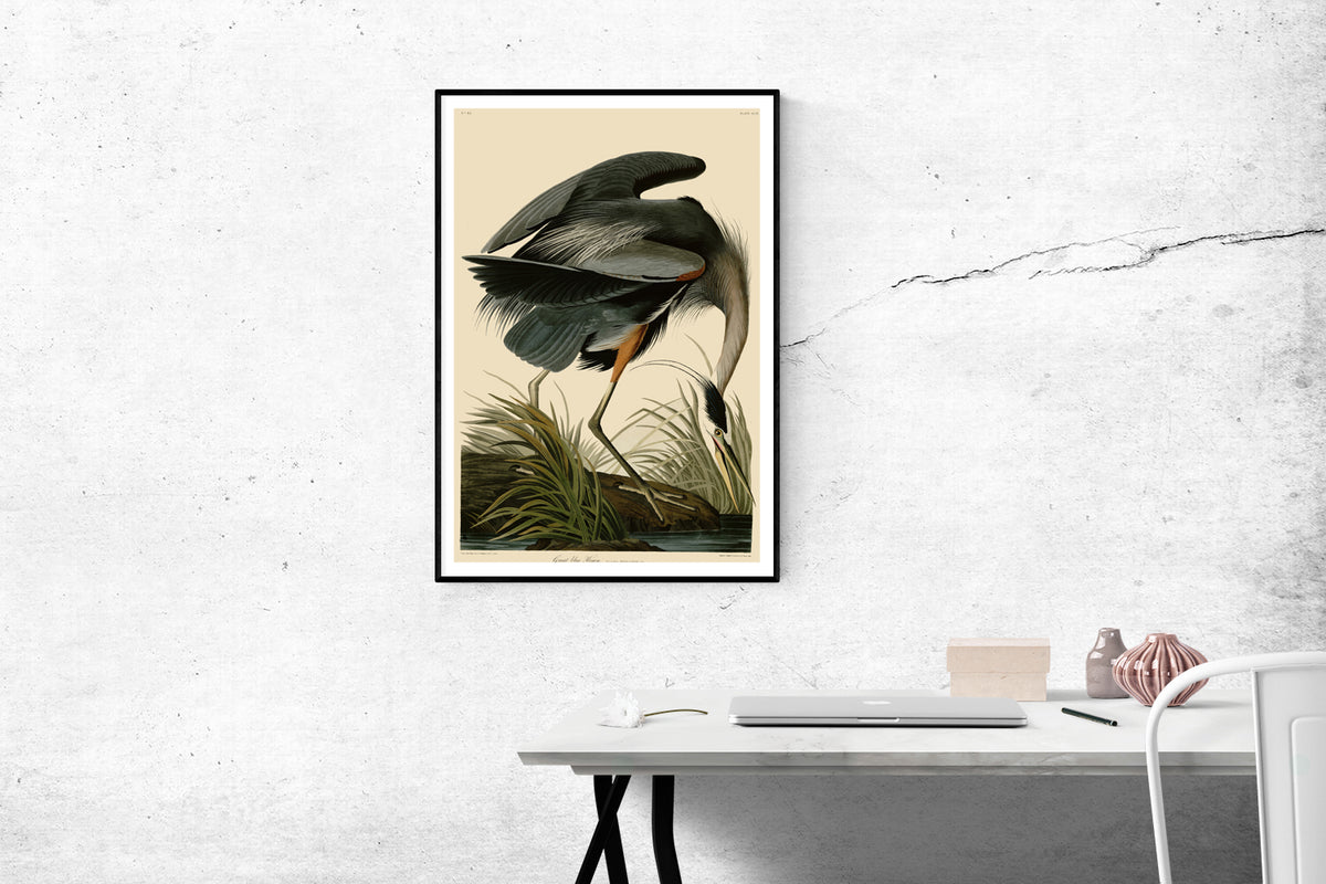 Great blue Heron by John James Audubon