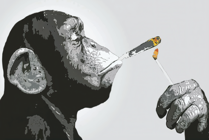 Monkey Chimp Smoking Spliff