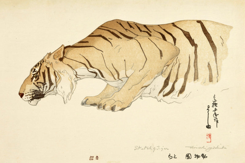 Sketch Of Tiger by Hiroshi Yoshida