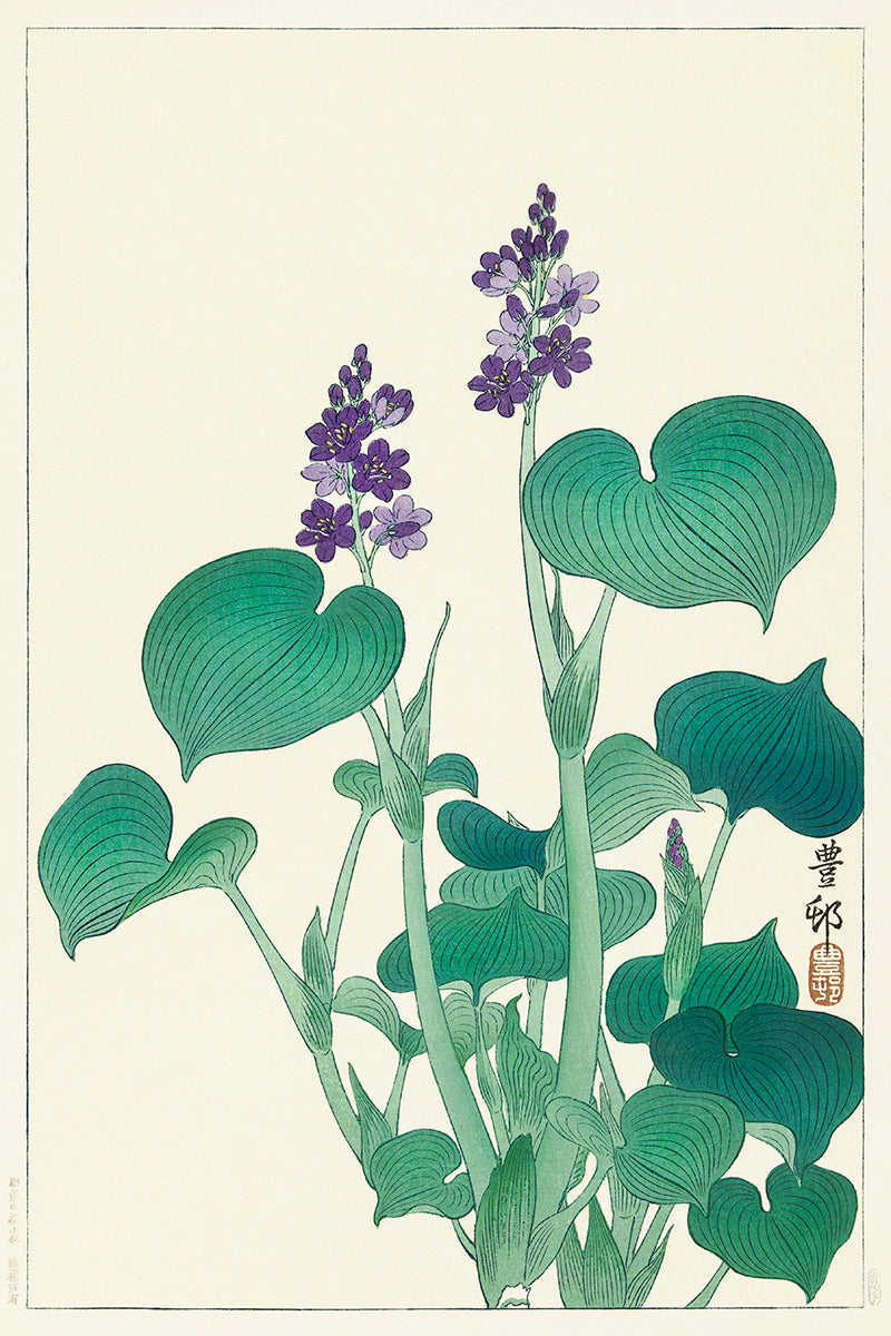 Blooming hosta by Ohara Koson