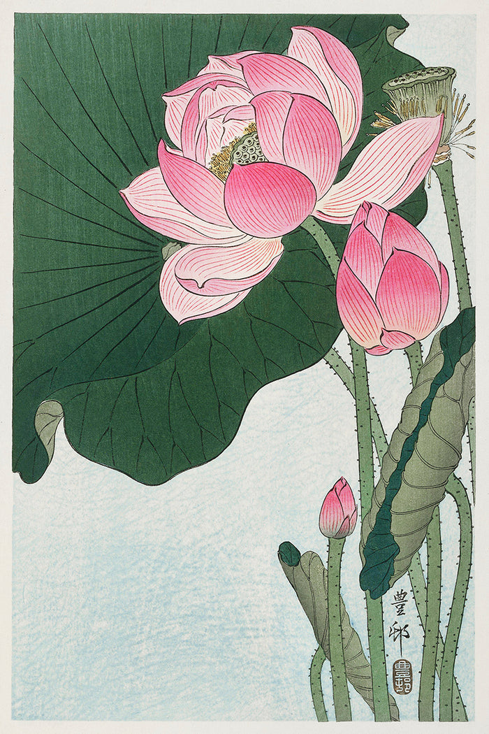 Blooming lotus flowers by Ohara Koson