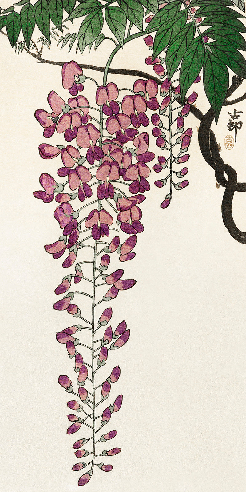 Blooming wisteria by Ohara Koson