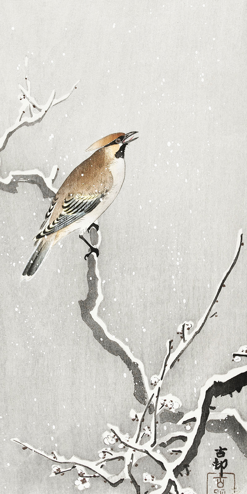 Bohemian bird on snowy branch by Ohara Koson