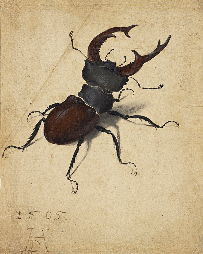 Cervus Lucanus by Albrecht Durer