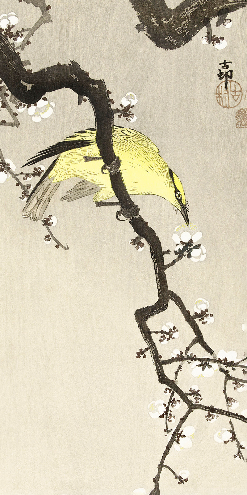 Chinese oriole on plum blossom branchby Ohara Koson