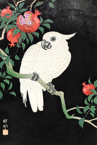 Cockatoo and Pomegranate  by Ohara Koson