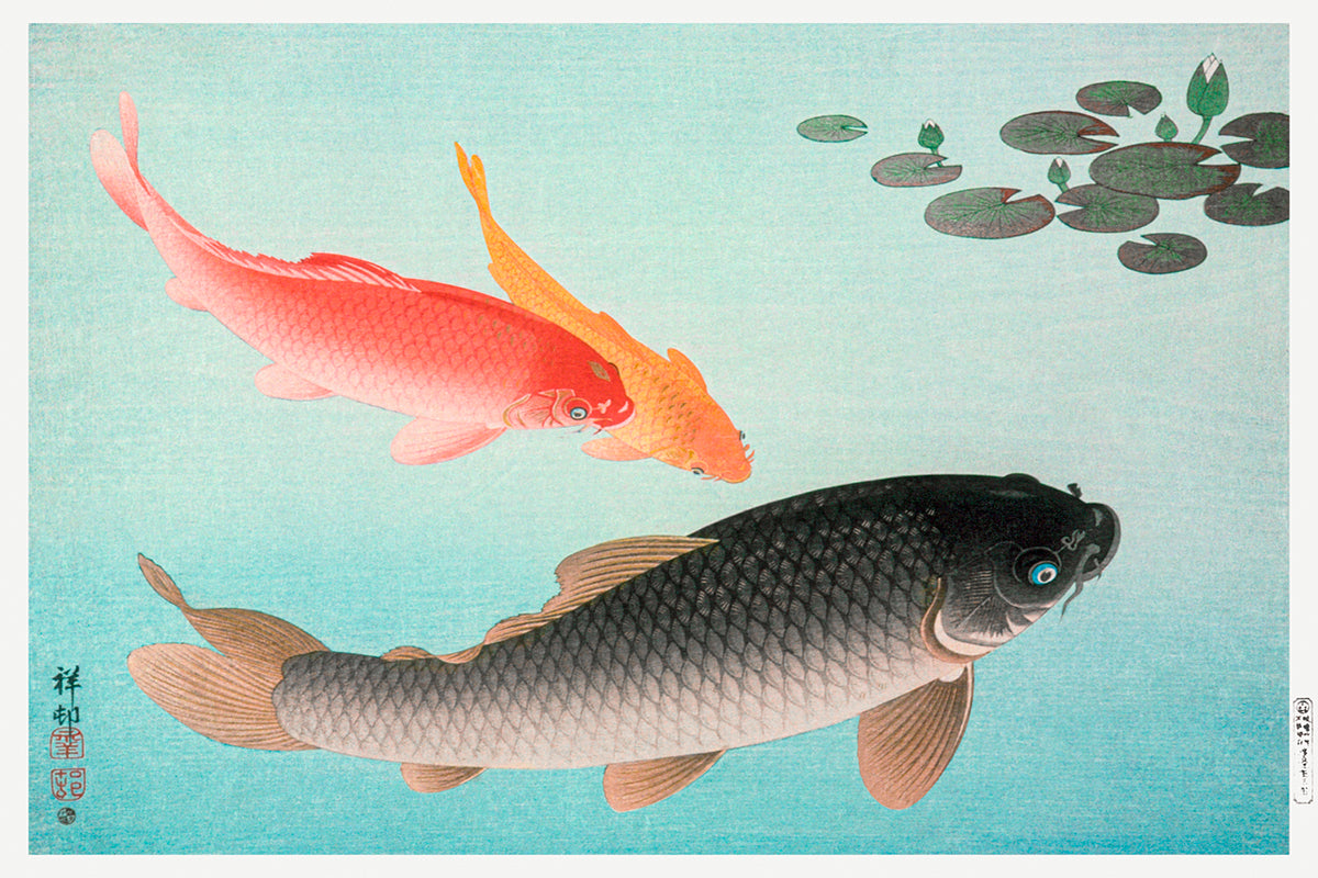 Common and Golden Carp by Ohara Koson