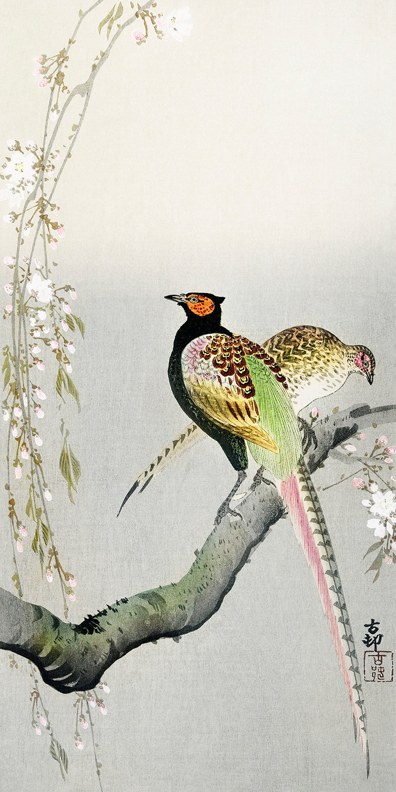 Couple pheasants and cherry blossom by Ohara Koson