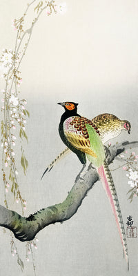 Couple pheasants and cherry blossom by Ohara Koson