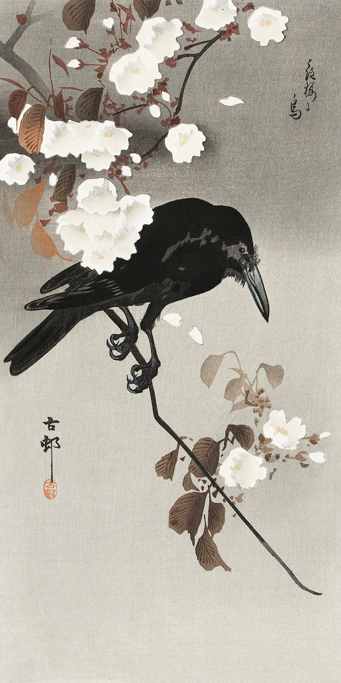 Crow and cherry blossom by Ohara Koson