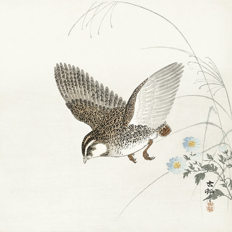 Flying quail by Ohara Koson