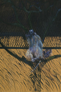 Francis Bacon Study of a Baboon by Francis Bacon