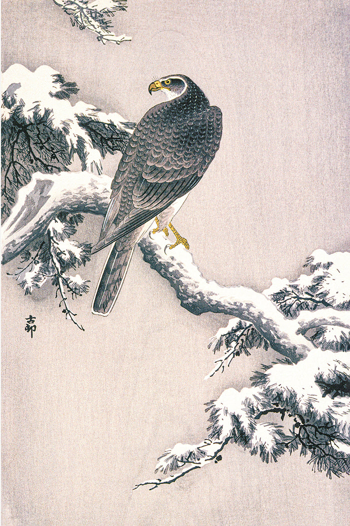 Goshawk on Snow-covered Pine Bough by Ohara Koson