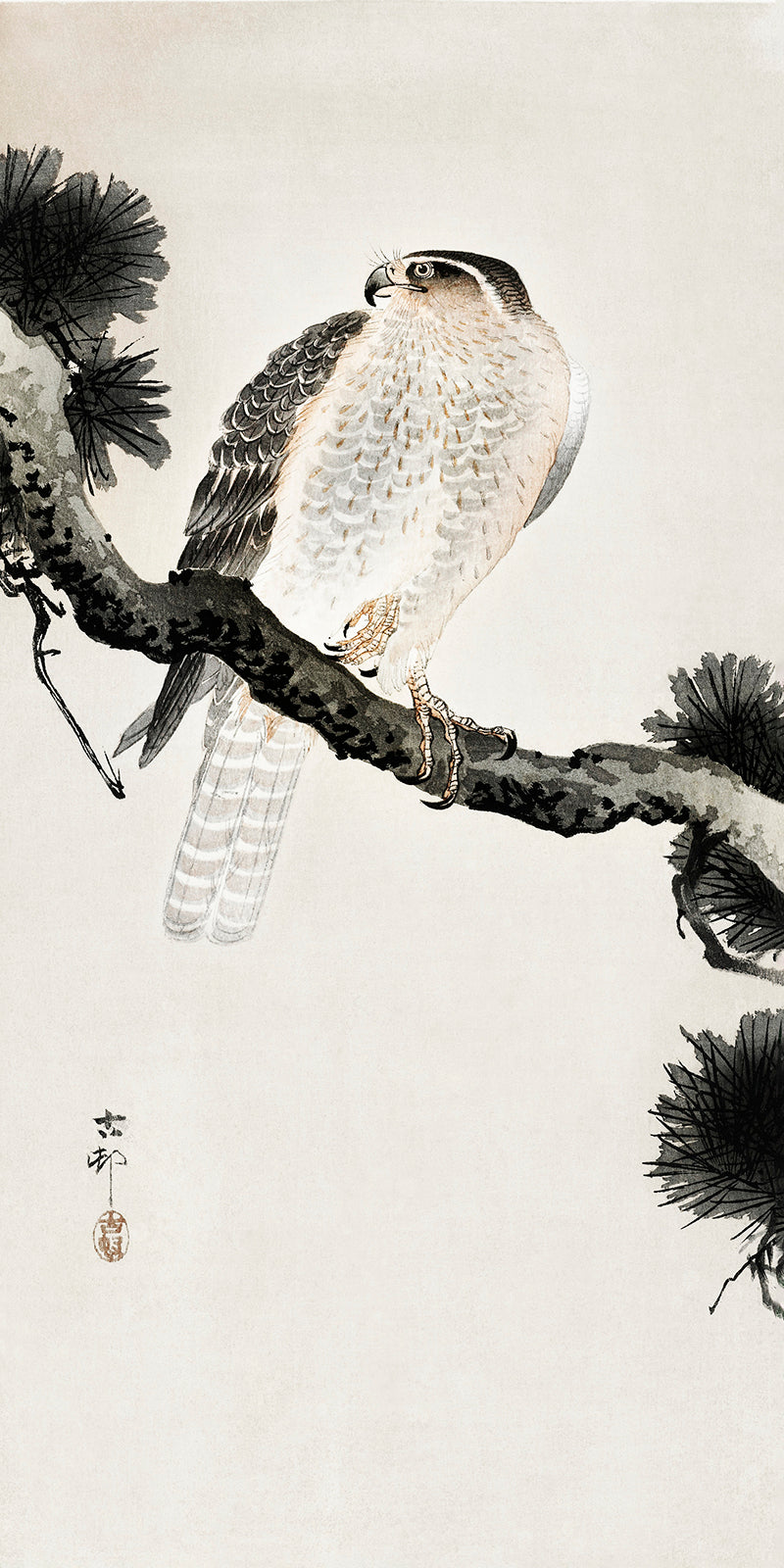 Hawk on pine branch by Ohara Koson