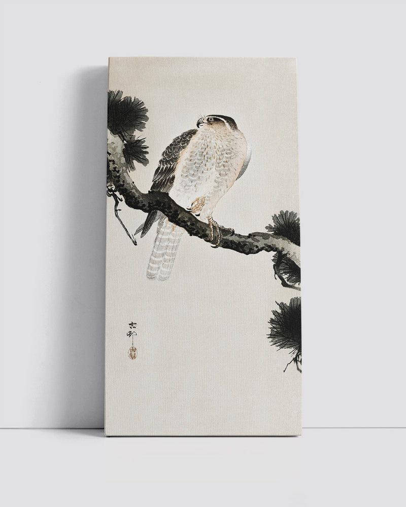 Hawk on pine branch by Ohara Koson