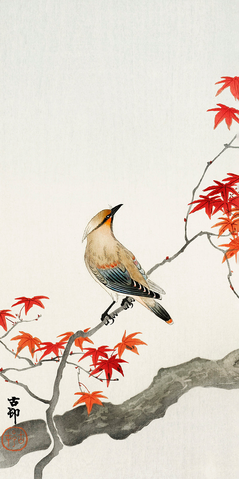 Japanese plague bird on maple by Ohara Koson