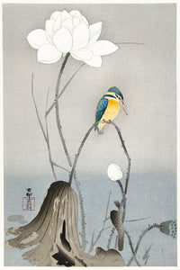 Kingfisher with Lotus Flower  by Ohara Koson