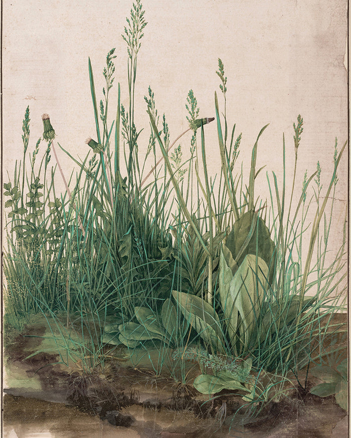 Large Turf by Albrecht Durer