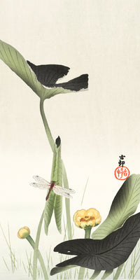 Libelle and lotus by Ohara Koson