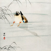 Mallard, the head under water by Ohara Koson