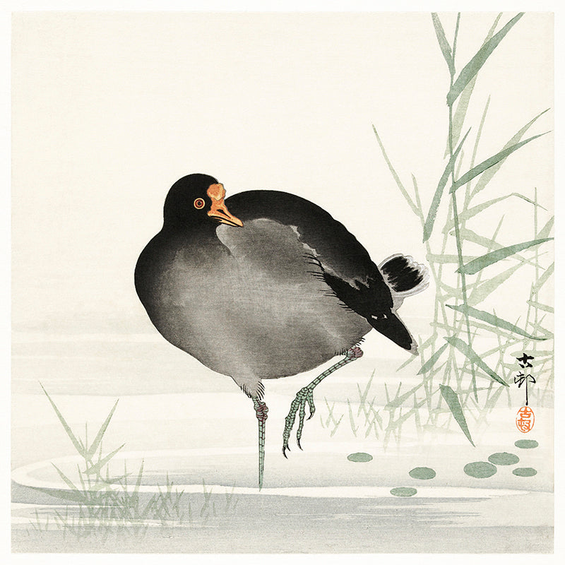 Moorhen by Ohara Koson