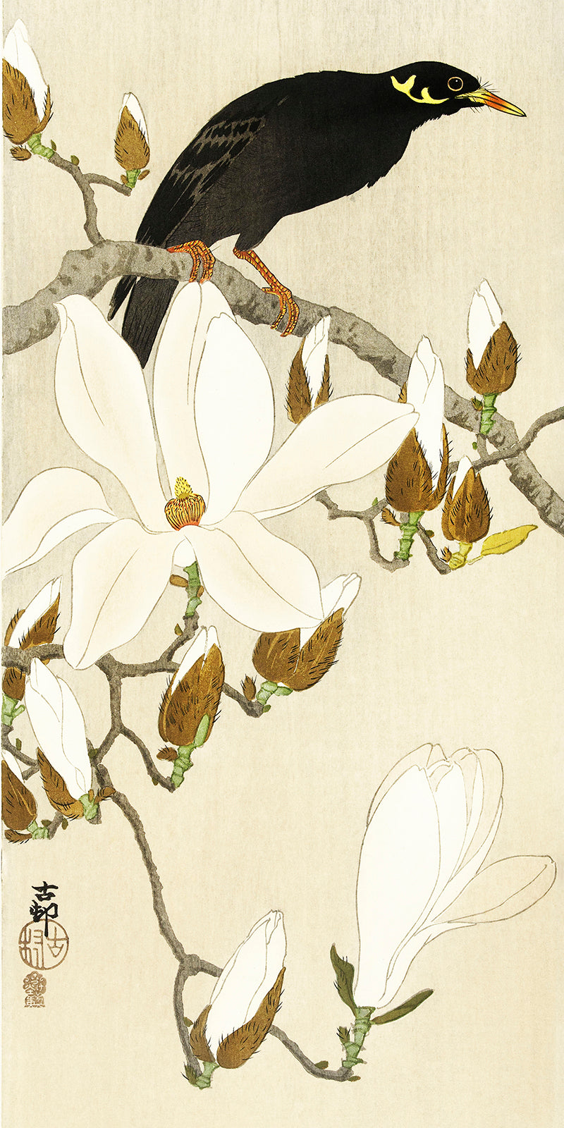 Myna on Magnolia Branch by Ohara Koson