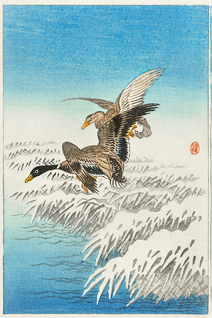 Pair of ducks flying over snowy reed collar by Ohara Koson