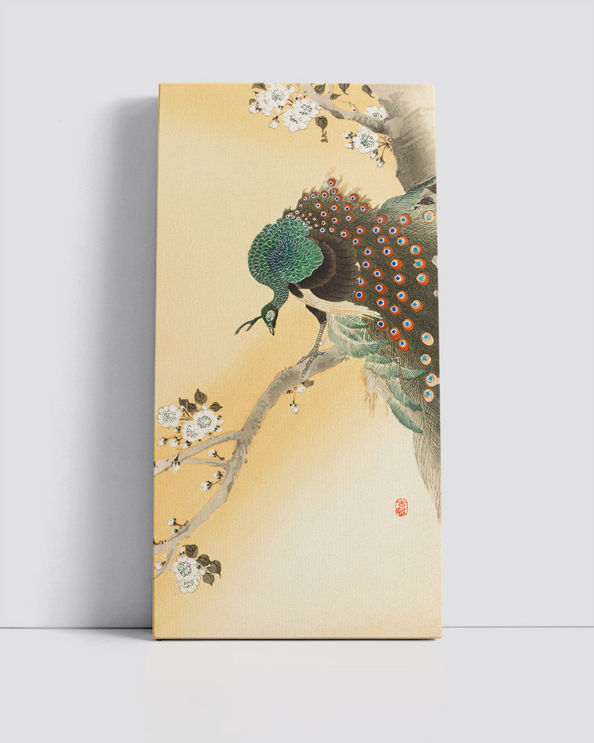 Peacock on a cherry blossom tree by Ohara Koson