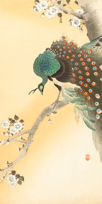 Peacock on a cherry blossom tree by Ohara Koson