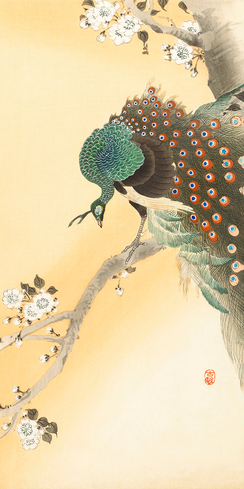 Peacock on a cherry blossom tree by Ohara Koson