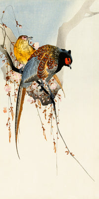 Pheasant couple and plum blossom by Ohara Koson