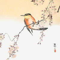 Songbird and Blossoming Cherry  by Ohara Koson