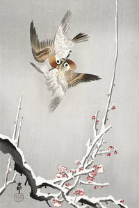 Sparrows and snowy plum tree by Ohara Koson