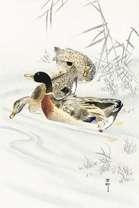 Three ducks in shallow water with reeds by Ohara Koson