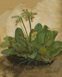 Tuft of Cowslips' or 'Primula' by Albrecht Durer