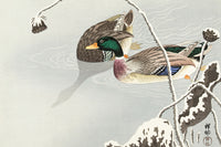 Two Mallards near a Snow-Covered Lotus by Ohara Koson