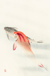 Two carp111 by Ohara Koson