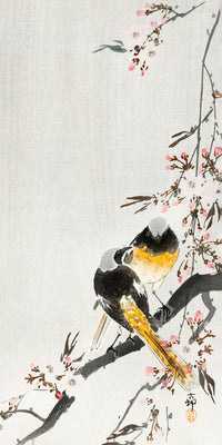 Two sable red tails with cherry blossom by Ohara Koson