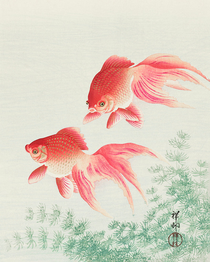 Two veil goldfish  by Ohara Koson