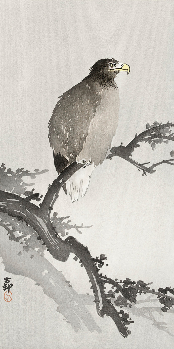 White-tailed eagle on branch by Ohara Koson