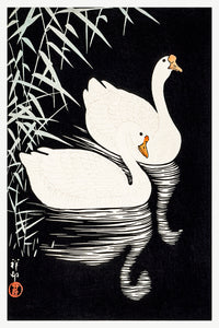 White Chinese Geese Swimming by Reeds  by Ohara Koson