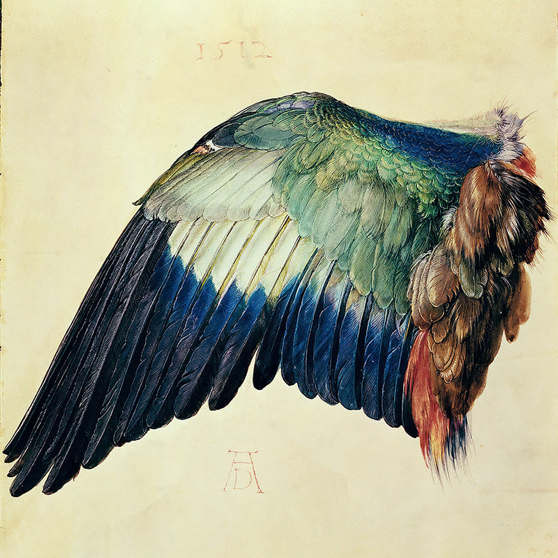 Wing of a Roller by Albrecht Durer