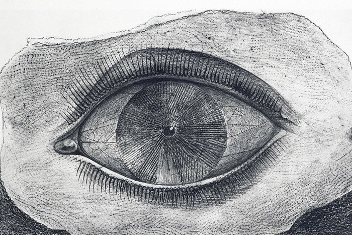 histoire naturelle paris jeanne