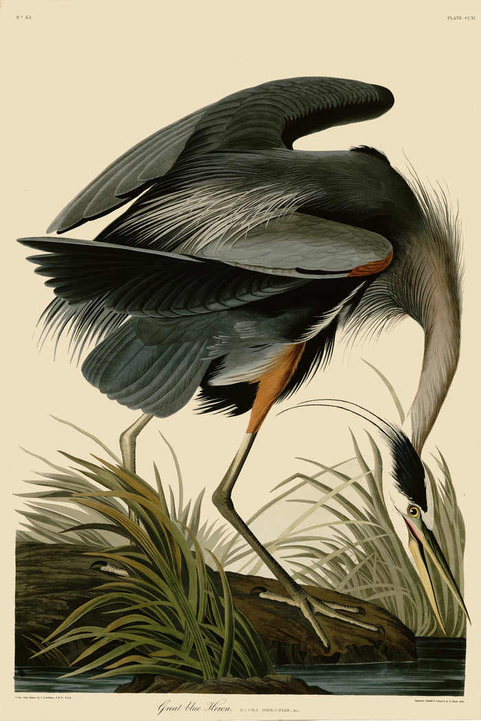 Great blue Heron by John James Audubon