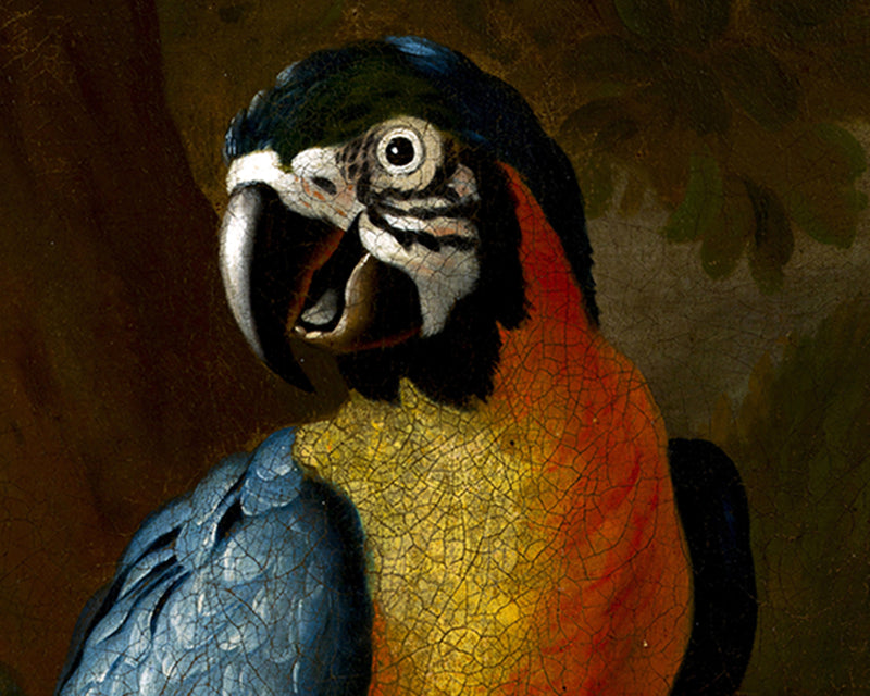 Two Macaws, a Cockatoo and a Jay, with Fruit by Jakob Bogdani