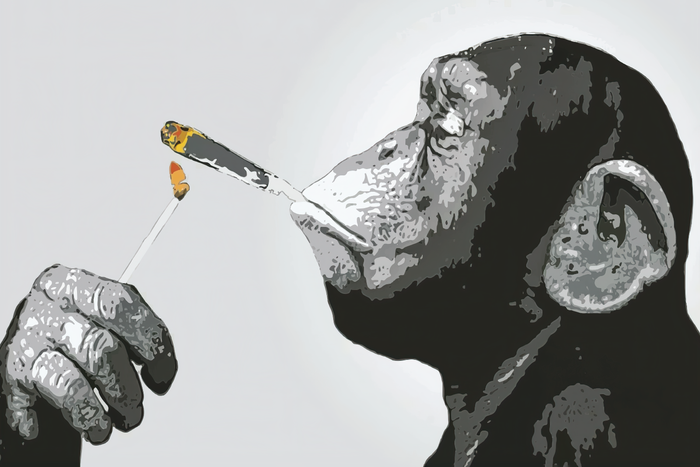 Monkey Chimp Smoking  Spliff