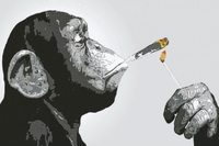 Monkey Chimp Smoking Spliff